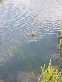 High angle view of ducks swimming in lake