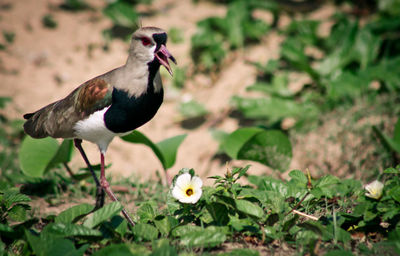 Southern lapwing on field