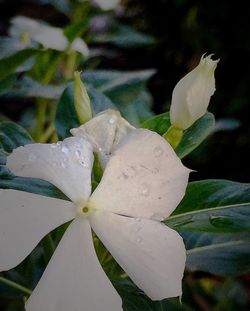 Close-up of white flowers