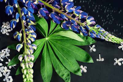 Close-up of purple flowering plant leaves against black background