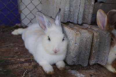 Close-up of a white rabbit 