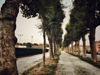 Walkway amidst trees in city against sky