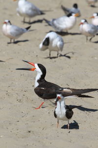 Birds perching on shore at beach