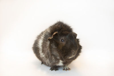 Close-up of squirrel on white background