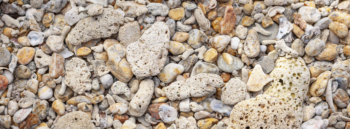 Coral and shell beach texture for banner background