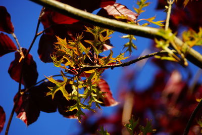 Low angle view of flower tree against blue sky