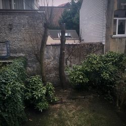 Plants growing in front of building