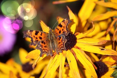 Close-up of comma butterfly pollinating on yellow flower