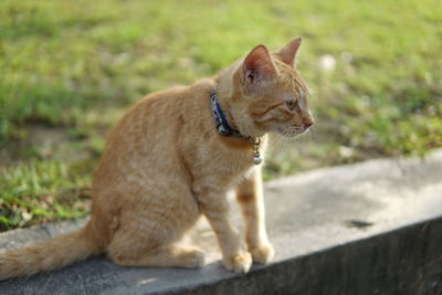Close-up of dog sitting outdoors