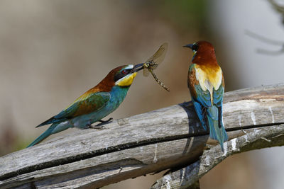 Nuptial food gift in the european bee-eater from the drava river