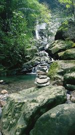 Scenic view of waterfall in forest