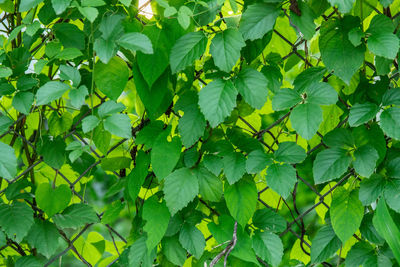 Full frame shot of green leaves