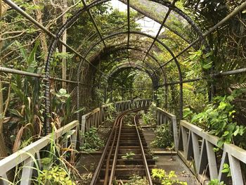 Covered railroad track amidst trees