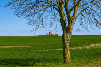 Tree on field against sky