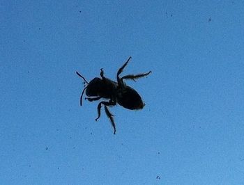 Close-up of insects on white surface