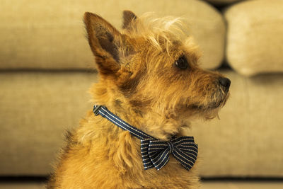 Close-up of a dog looking away