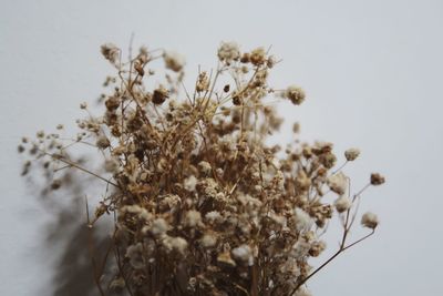 Close-up of white flowers