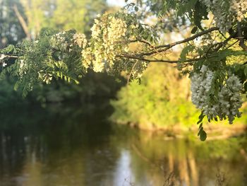 Scenic view of lake amidst trees