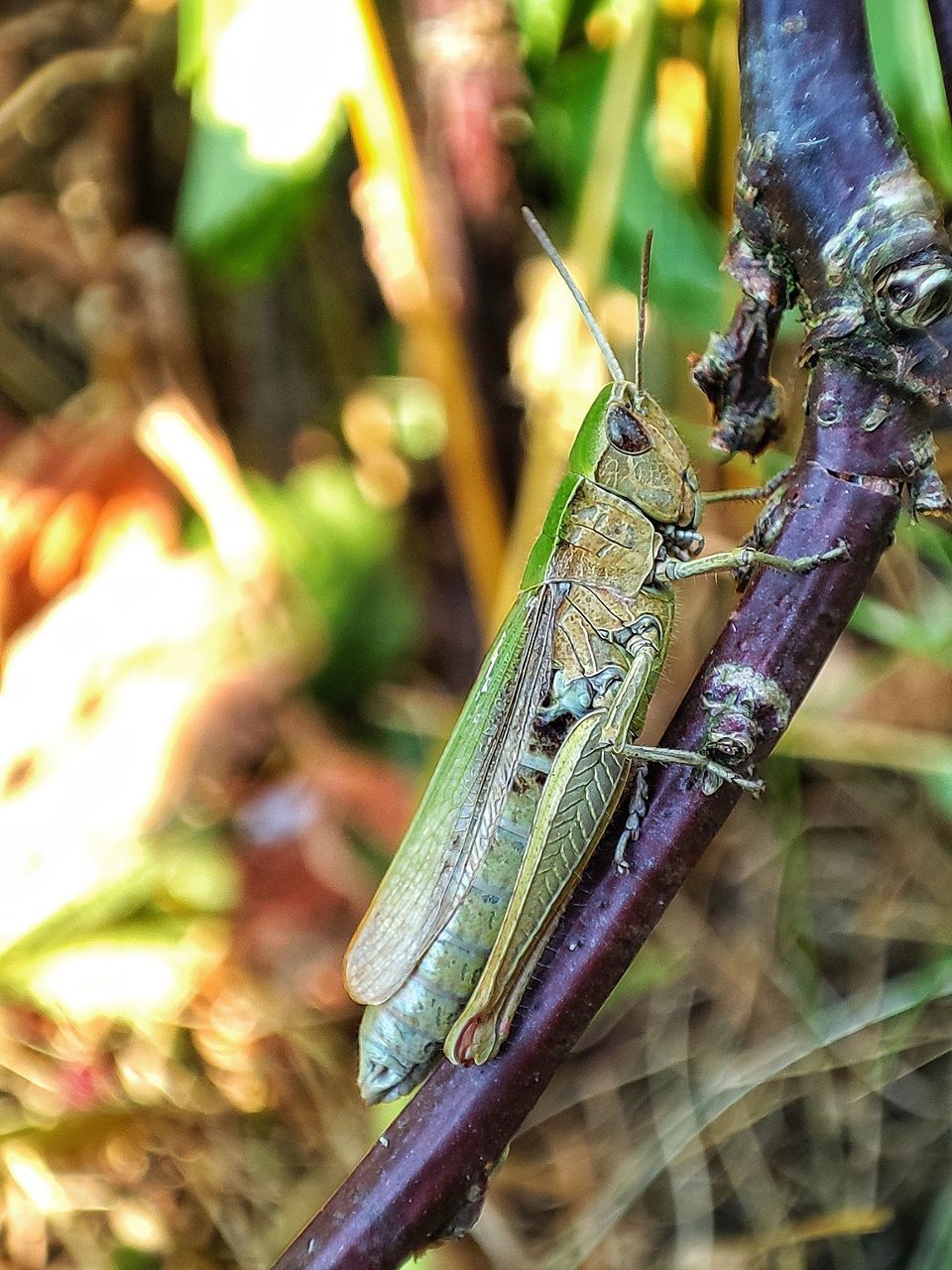 CLOSE-UP OF GRASSHOPPER