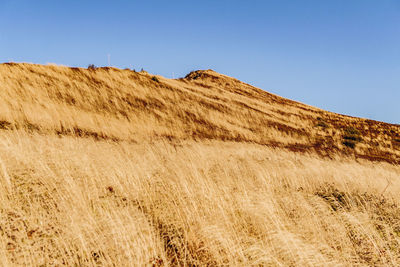 Scenic view of field against clear sky