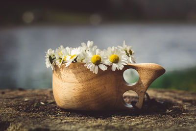 Close-up of yellow flowering plant on table