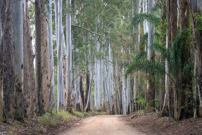 Walkway amidst trees in forest