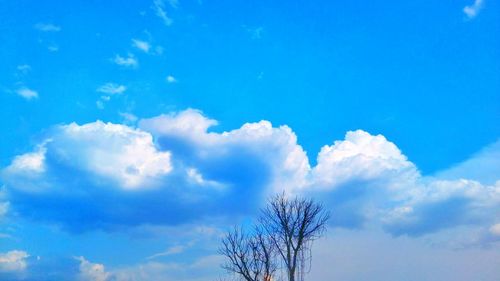 Low angle view of trees against blue sky