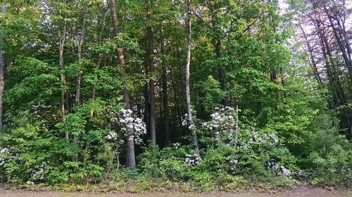 Trees in forest