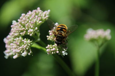 Close-up of bee pollinating on flower