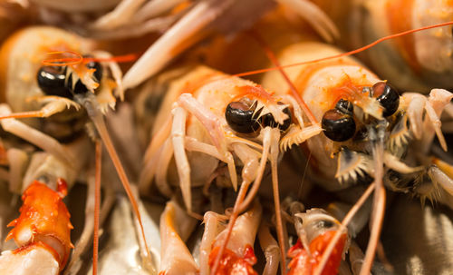 Fish market  with prawns on display