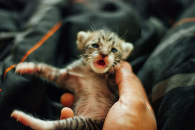 Midsection of person with kitten