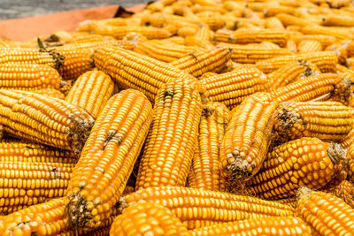 Close-up of corn