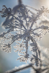 Close-up of frozen tree against sky