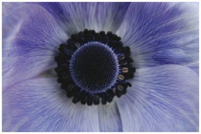 Close-up of flower blooming outdoors