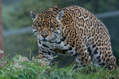 Close-up of tiger