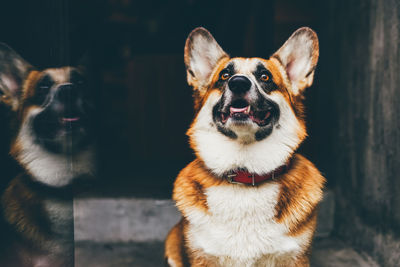 Close-up portrait of a dog