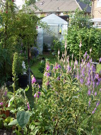 Flowers growing in greenhouse