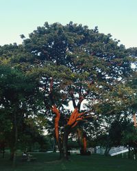 Trees against clear sky