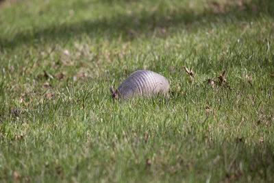 View of snake on field