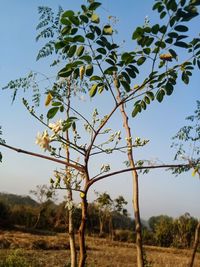 Tree on field against sky