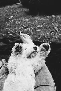 Close-up of dog sitting outdoors