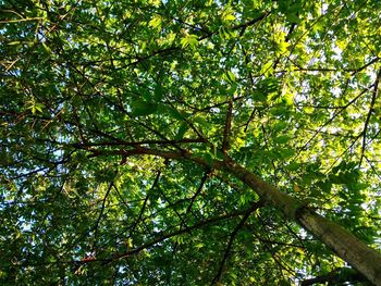 Low angle view of tree
