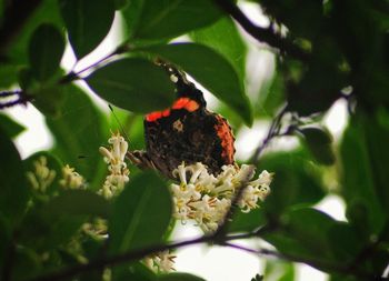 Close-up of butterfly pollinating on flower