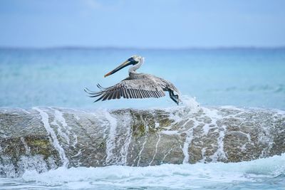 Pelican flying over sea