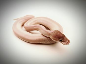 Close-up of lizard on white background