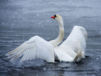 Close-up of swan in lake