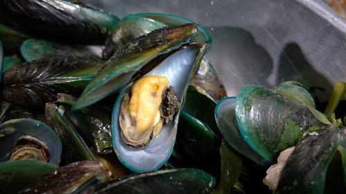 High angle view of fish in container