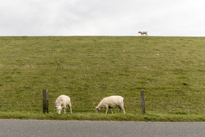 Sheep on field against sky