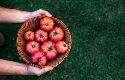 High angle view of hand holding berries