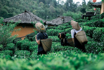 Farmers carrying wicker basket while working at farm